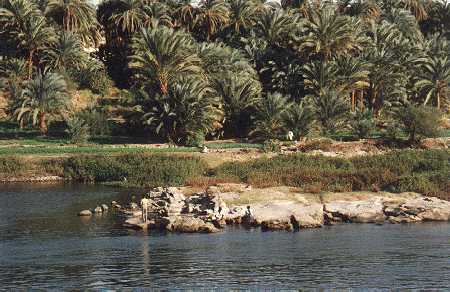 Nile2